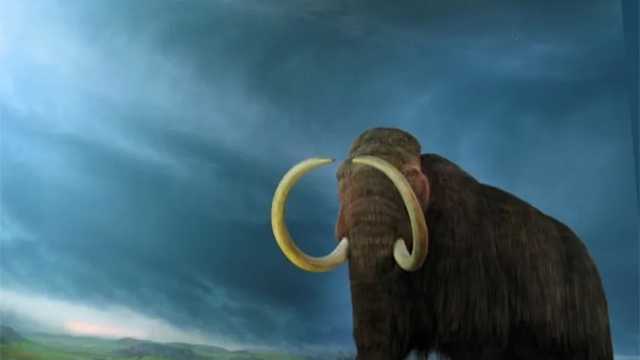 Cada día está más cerca poder ver vivo un mamut lanudo gracias a la tecnología desarrollada por George Church. (Foto: Wikimedia)