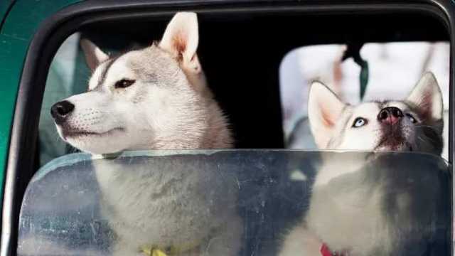 Los perros descienden de dos clases de lobo. (Foto: Envato)