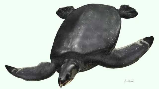 Se conocen los datos más ocultos de una de las tortugas más grandes del mundo. (Foto: ICRA / Museo de la Conca Dellà)