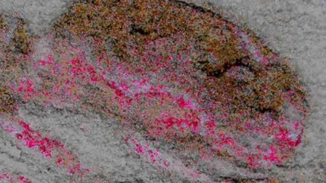 Se trata de un cerebro de una pequeña criatura con forma de gusano que vivió hace 525 millones de años. (Foto: Nicholas Strausfeld)