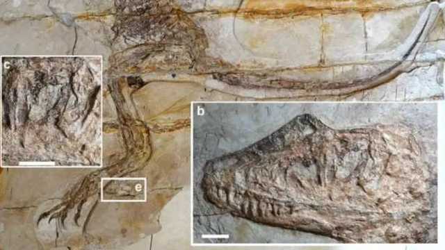 Los restos de este reptil prehistórico fueron encontrados en Jehol Biota, una zona ubicada al interior de la provincia de Liaoning. (Foto: @albertonykus)