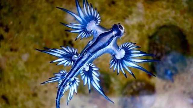 ¿Es venenoso el dragón azul?. (Foto: Wikimedia)