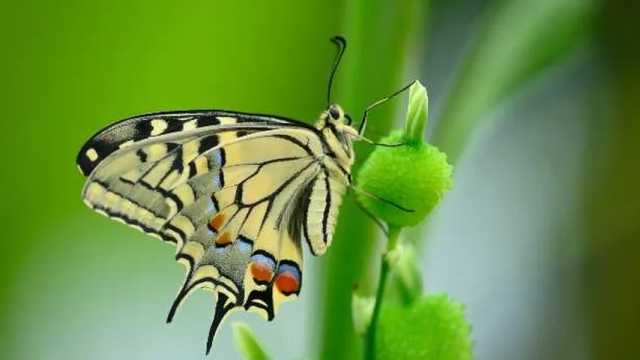 ¿Puede el aleteo de una mariposa provocar un huracán?. (Foto: Envato)