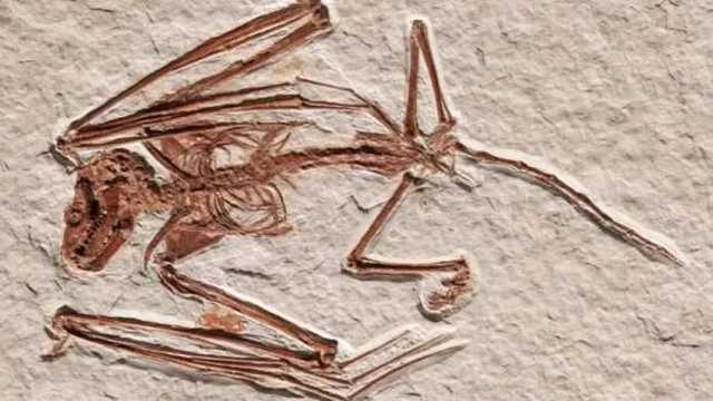 El fósil del murciélago. (Foto: American Museum of Natural History)