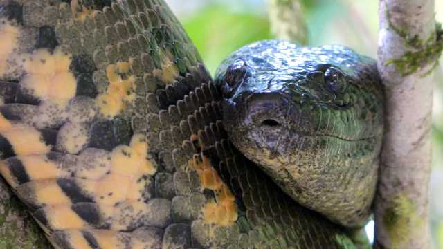 Descubre cuál es la serpiente más pesada del mundo