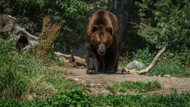 osos salvajes de España